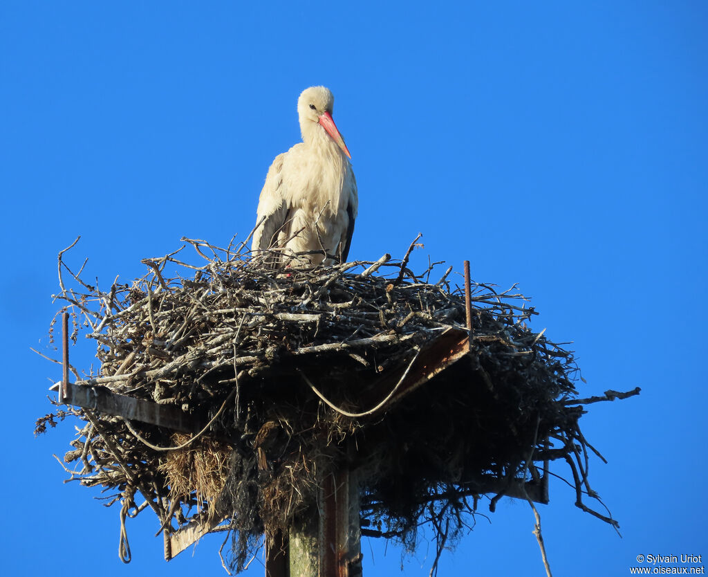 White Stork