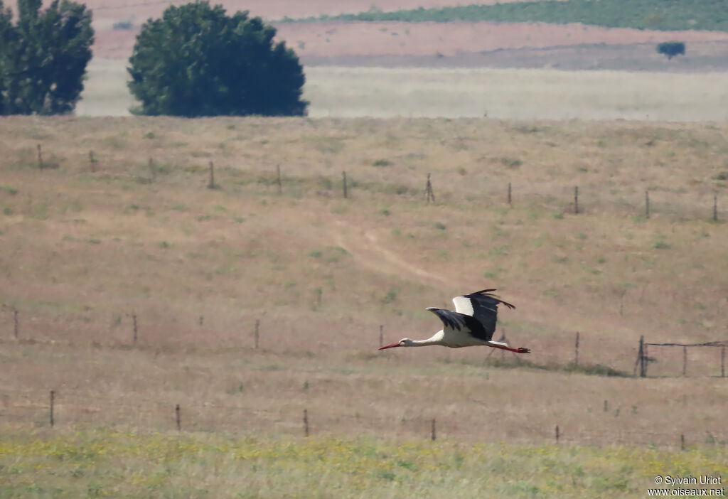 White Stork