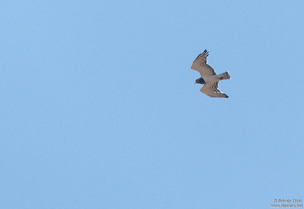 Black-chested Snake Eagleadult