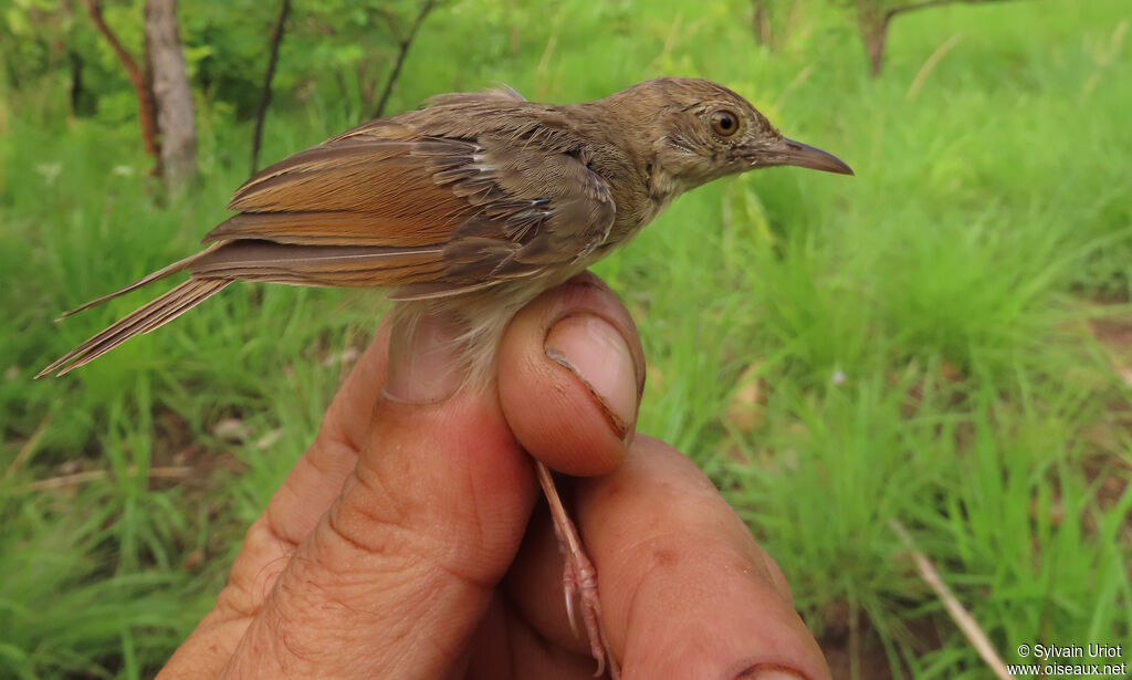 Short-winged Cisticolaadult post breeding