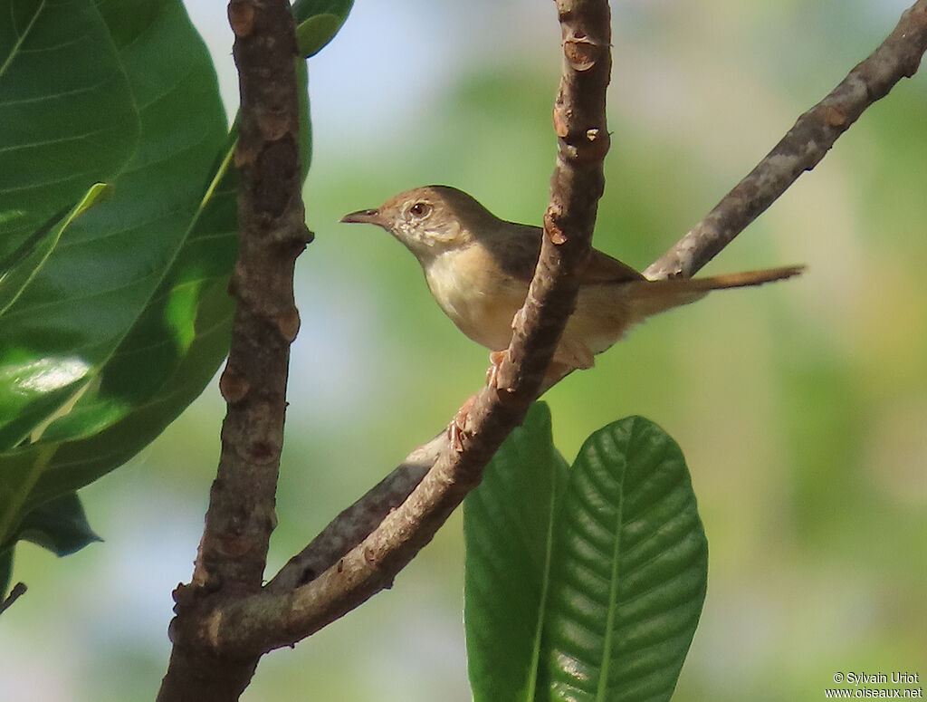 Whistling Cisticolaadult post breeding