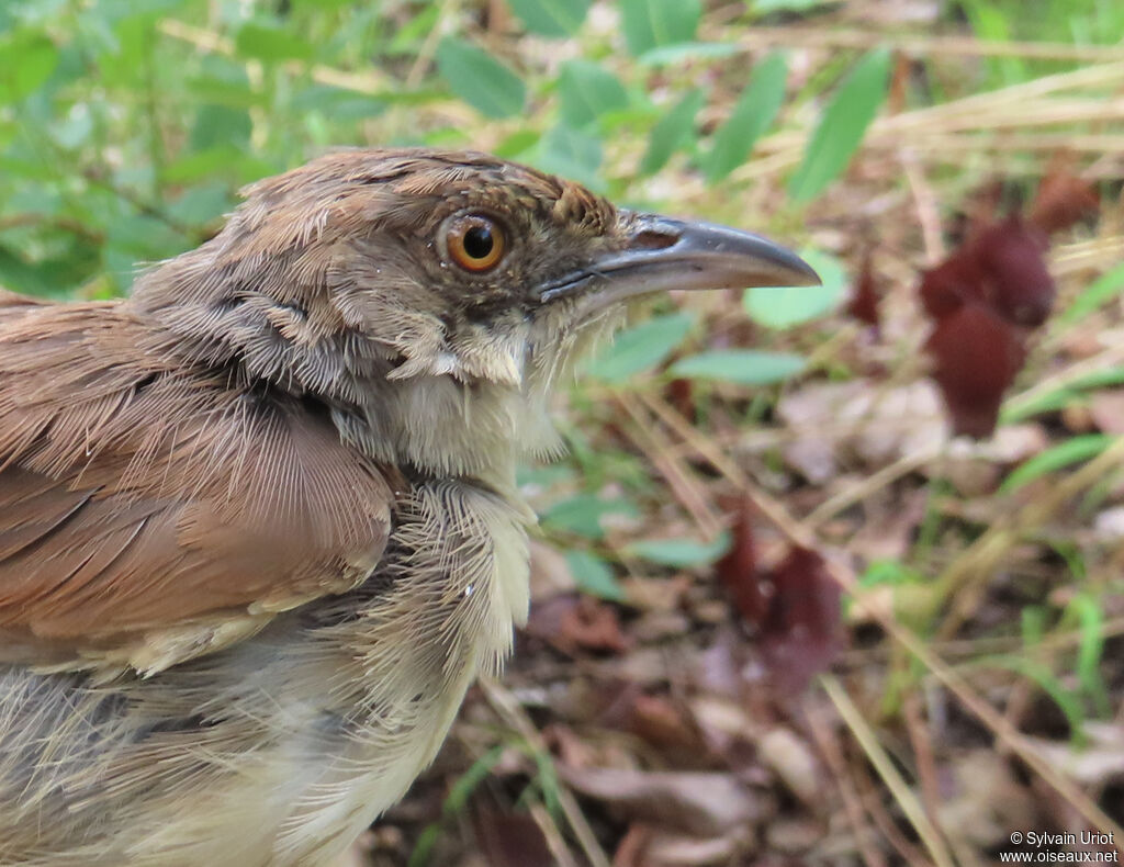 Whistling Cisticolaadult breeding