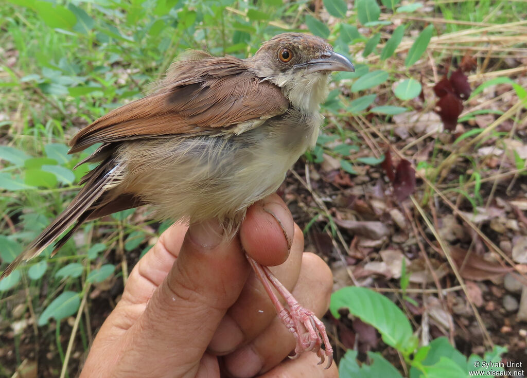 Whistling Cisticolaadult breeding