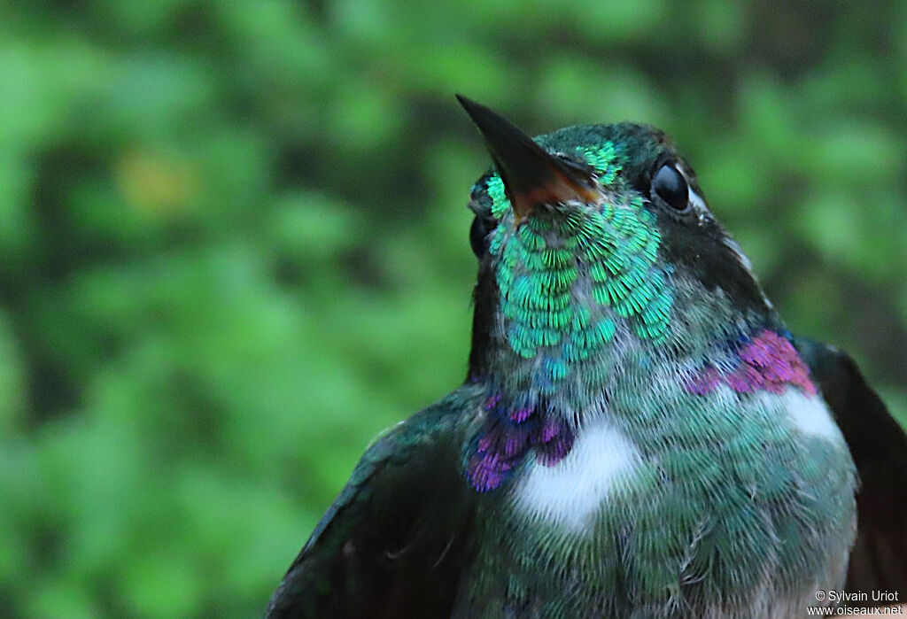Colibri à collier blancadulte