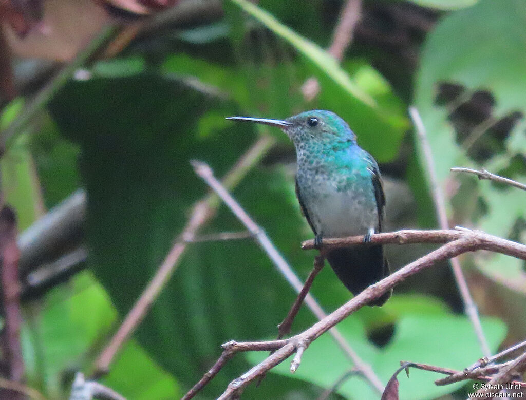 Blue-chinned Sapphire female adult
