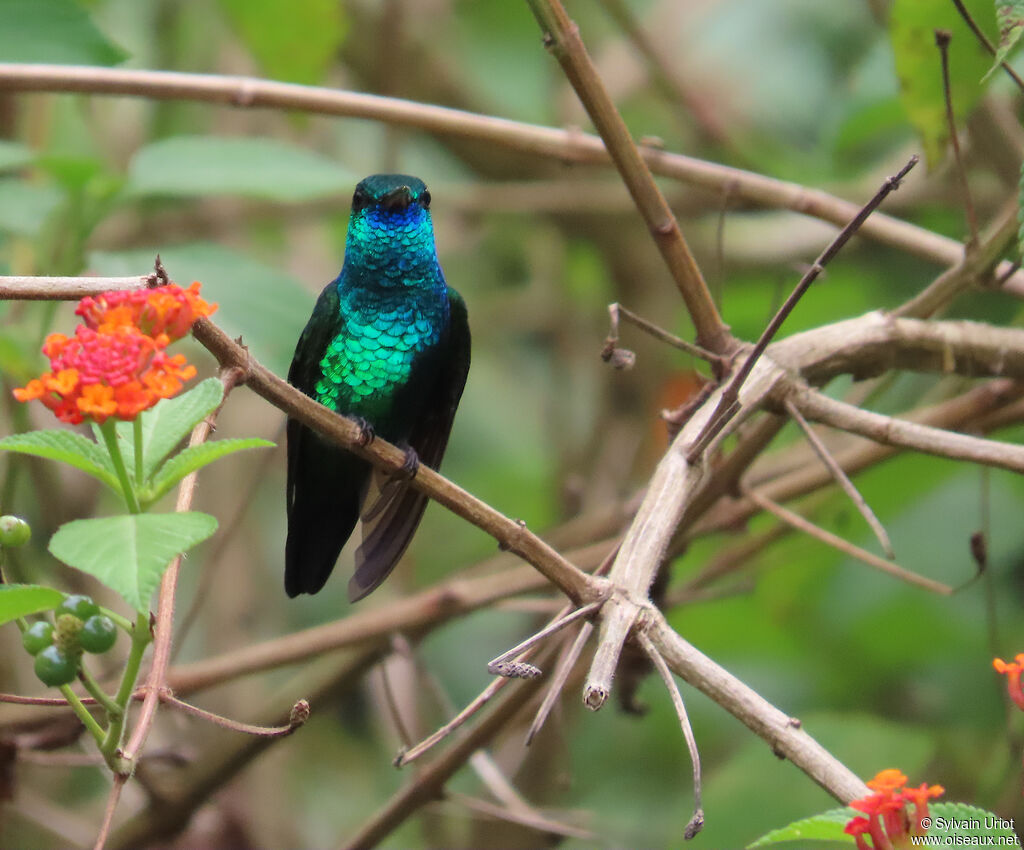 Colibri à menton bleu mâle adulte
