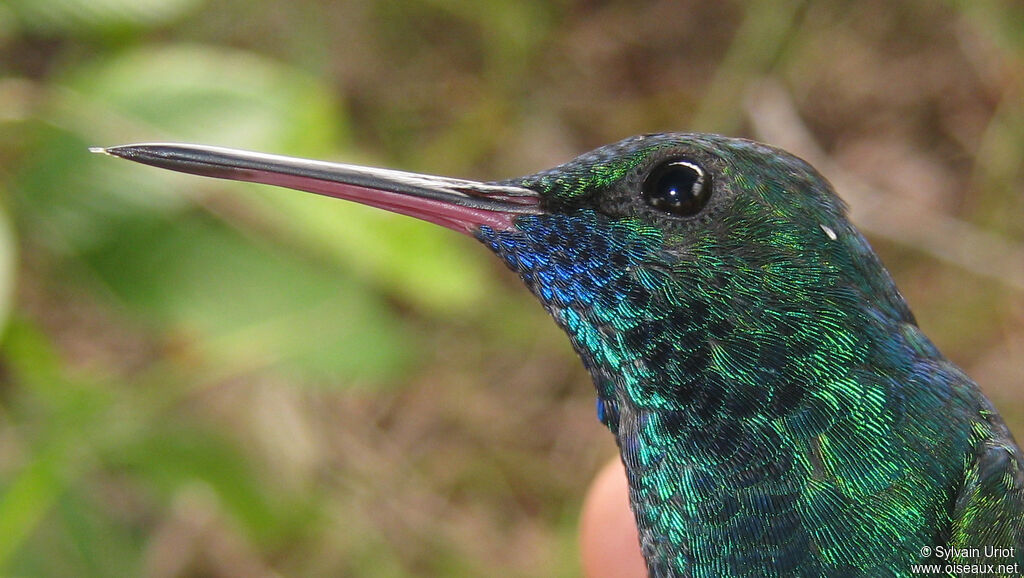 Colibri à menton bleu mâle adulte