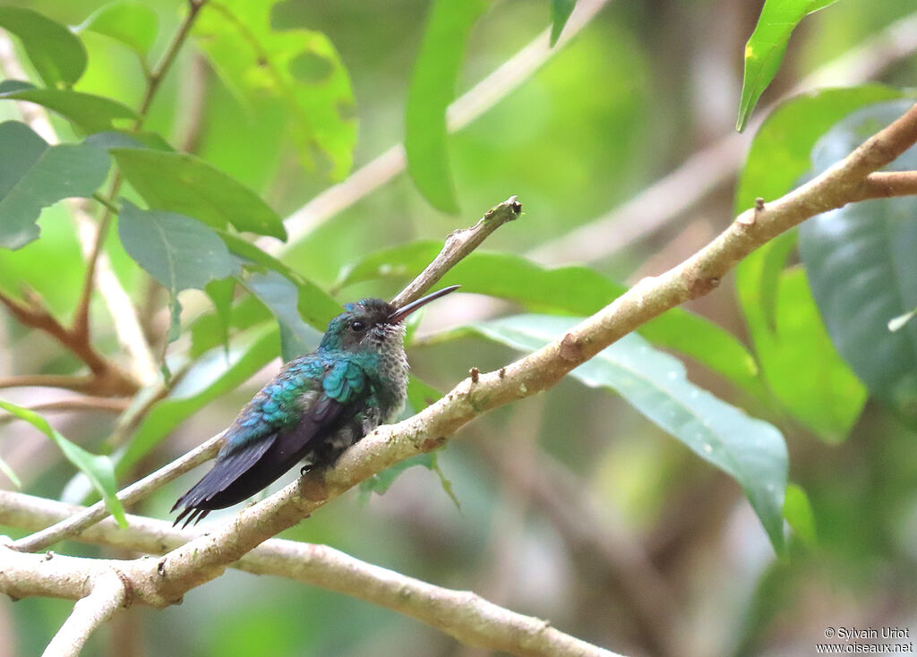 Colibri à menton bleu femelle adulte