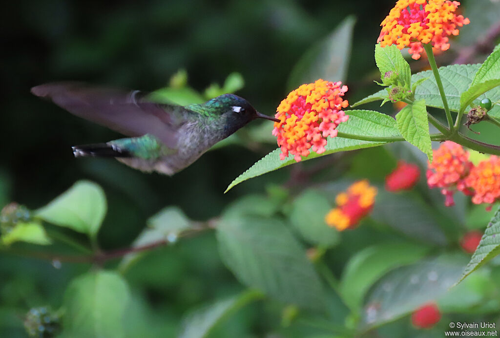 Colibri à tête violette mâle adulte