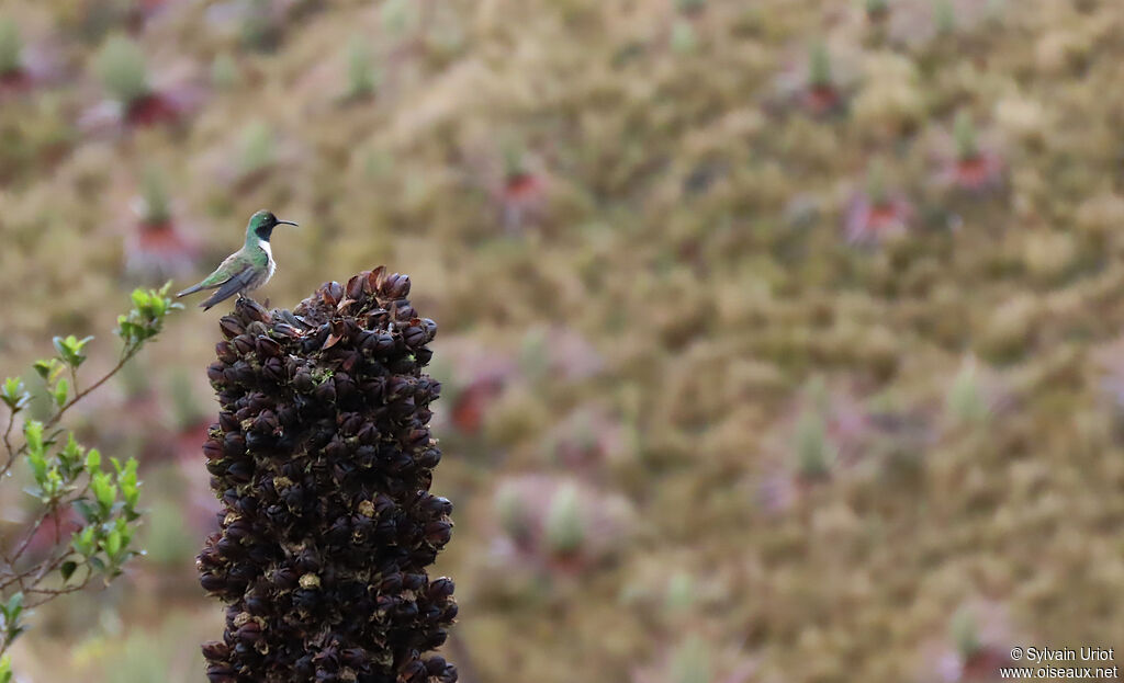 Colibri d'El Oro mâle adulte