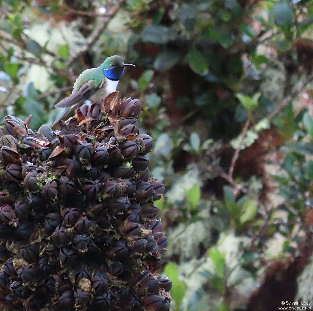 Colibri d'El Oro mâle adulte