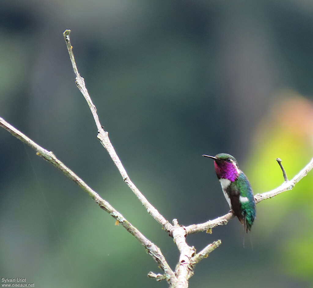 Colibri de Berlepsch mâle adulte, identification