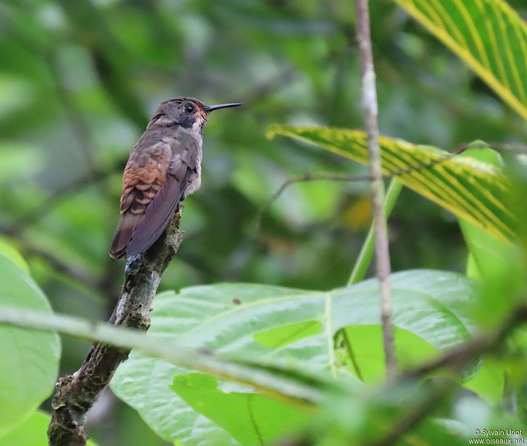 Colibri de Delphine