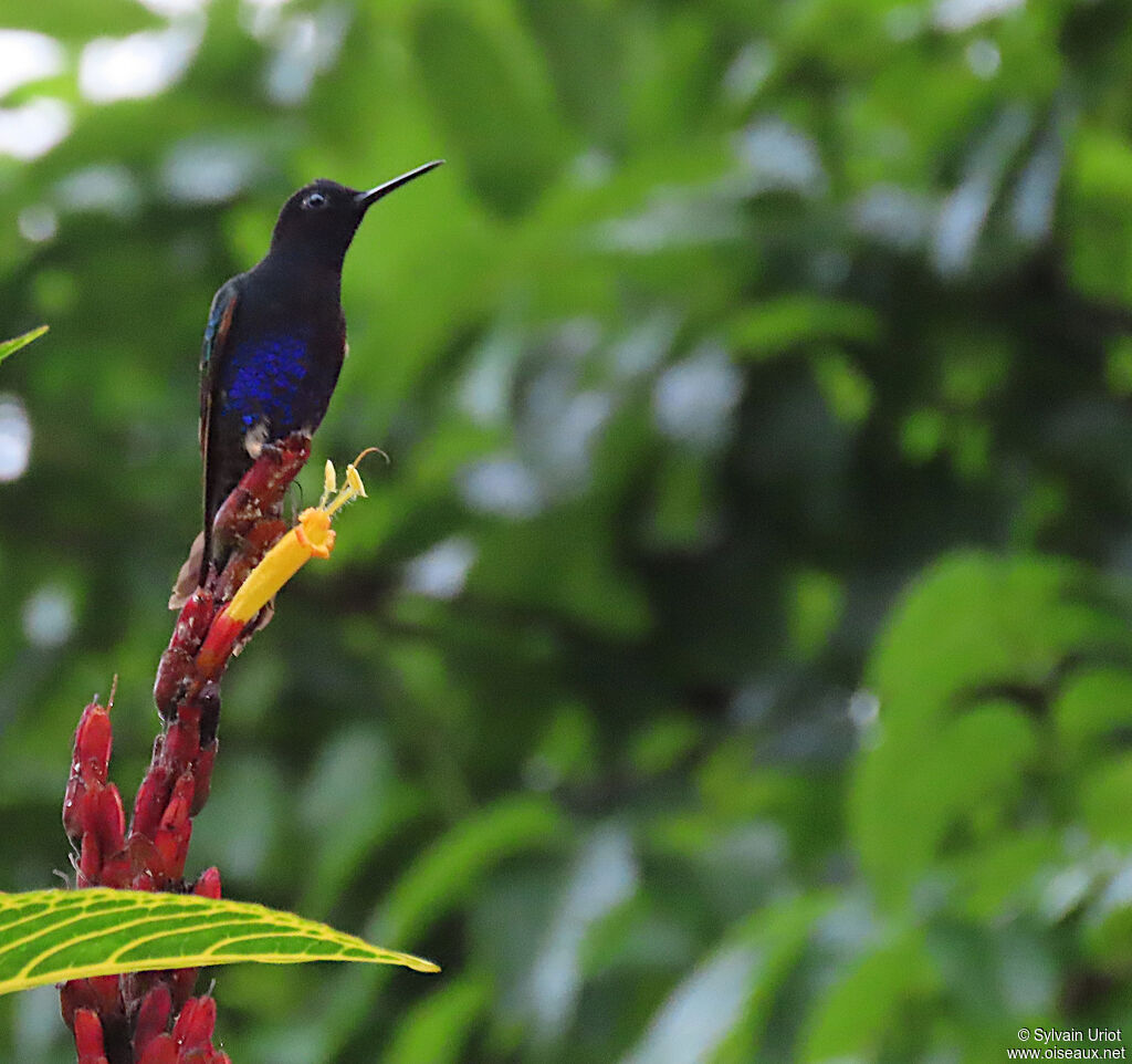 Colibri de Jardine mâle adulte