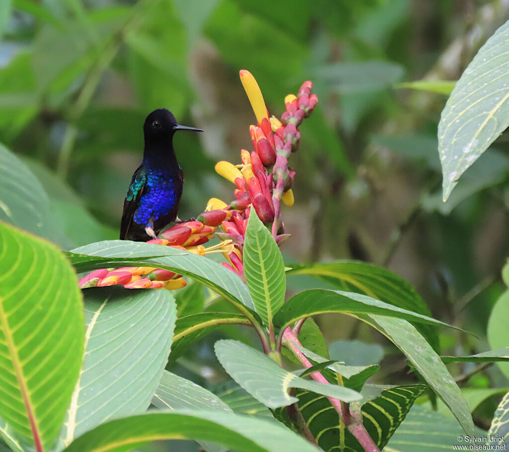 Colibri de Jardine mâle adulte