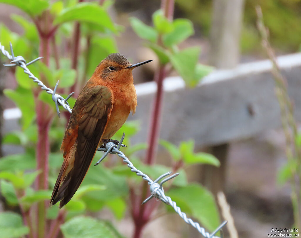 Colibri étincelantadulte