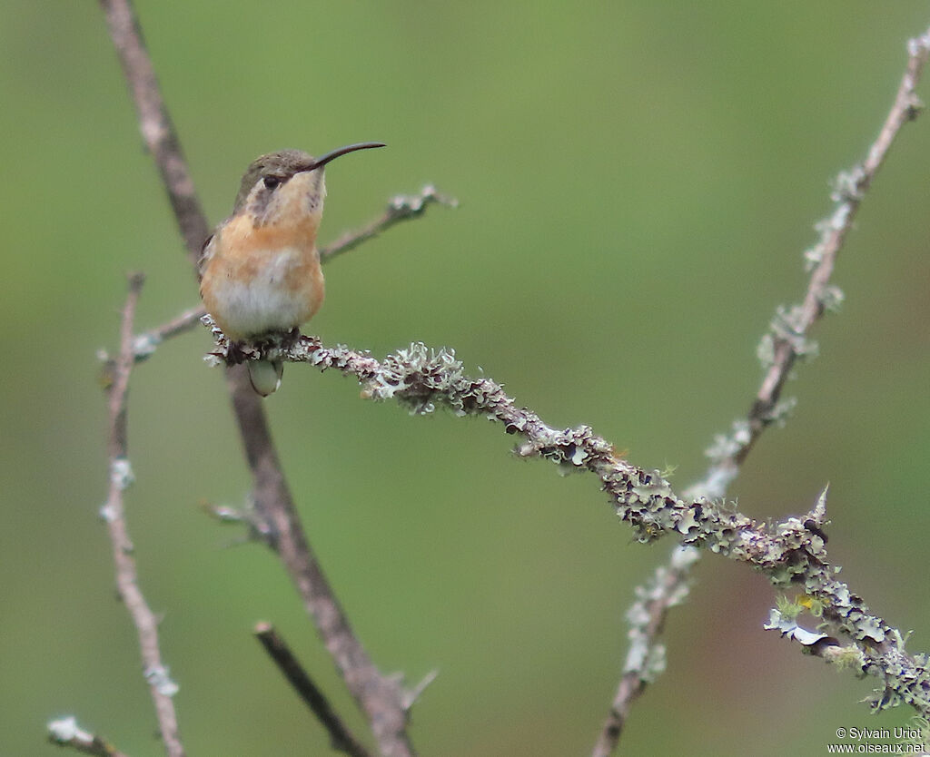 Colibri fanny femelle adulte