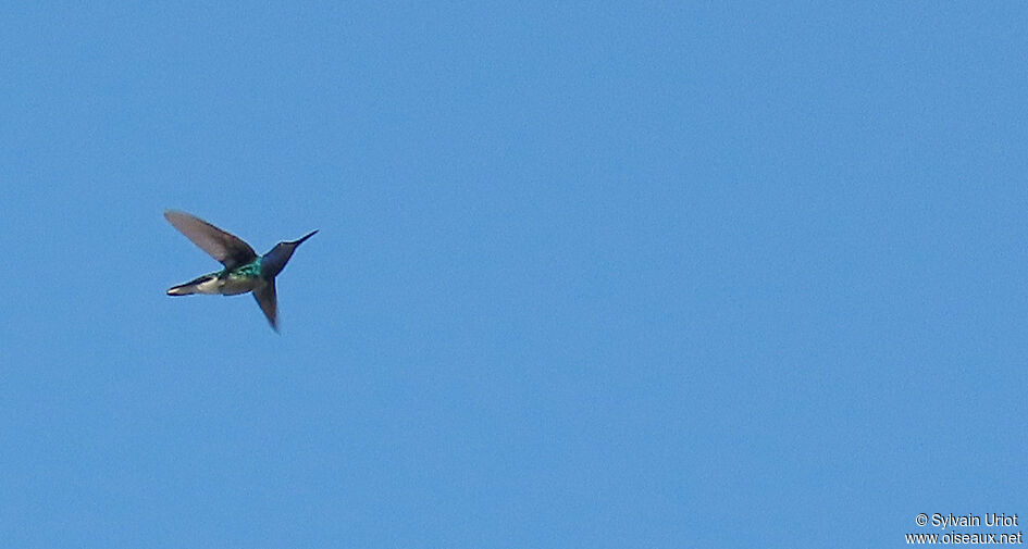 Colibri jacobin mâle adulte