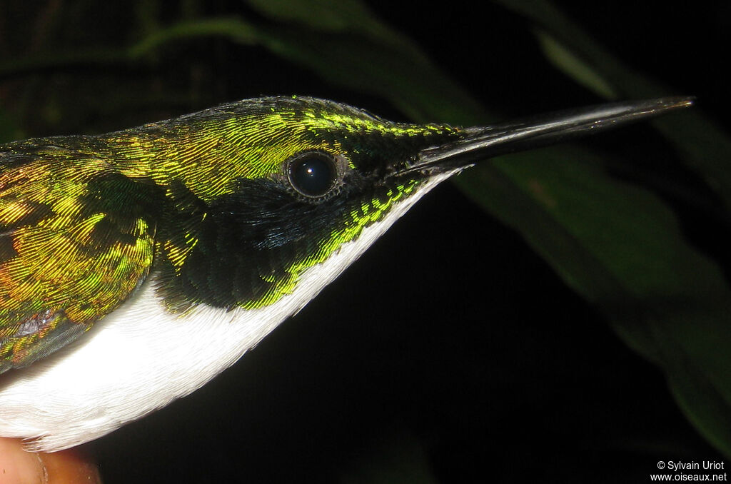 Colibri oreillard mâle adulte