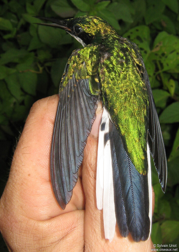 Colibri oreillard femelle adulte