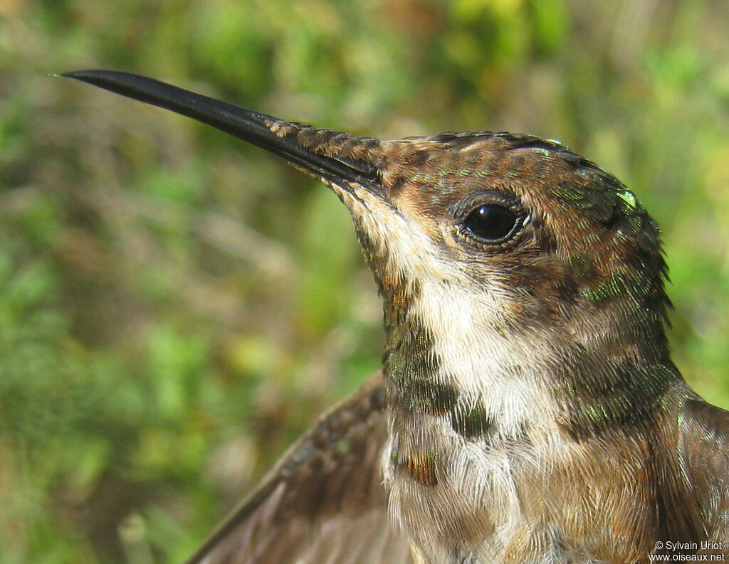 Colibri rubis-topaze mâle immature