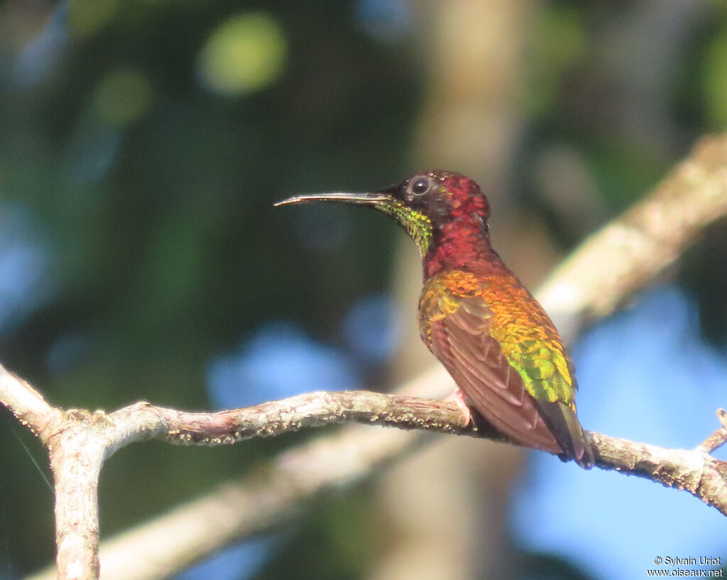 Crimson Topaz male immature