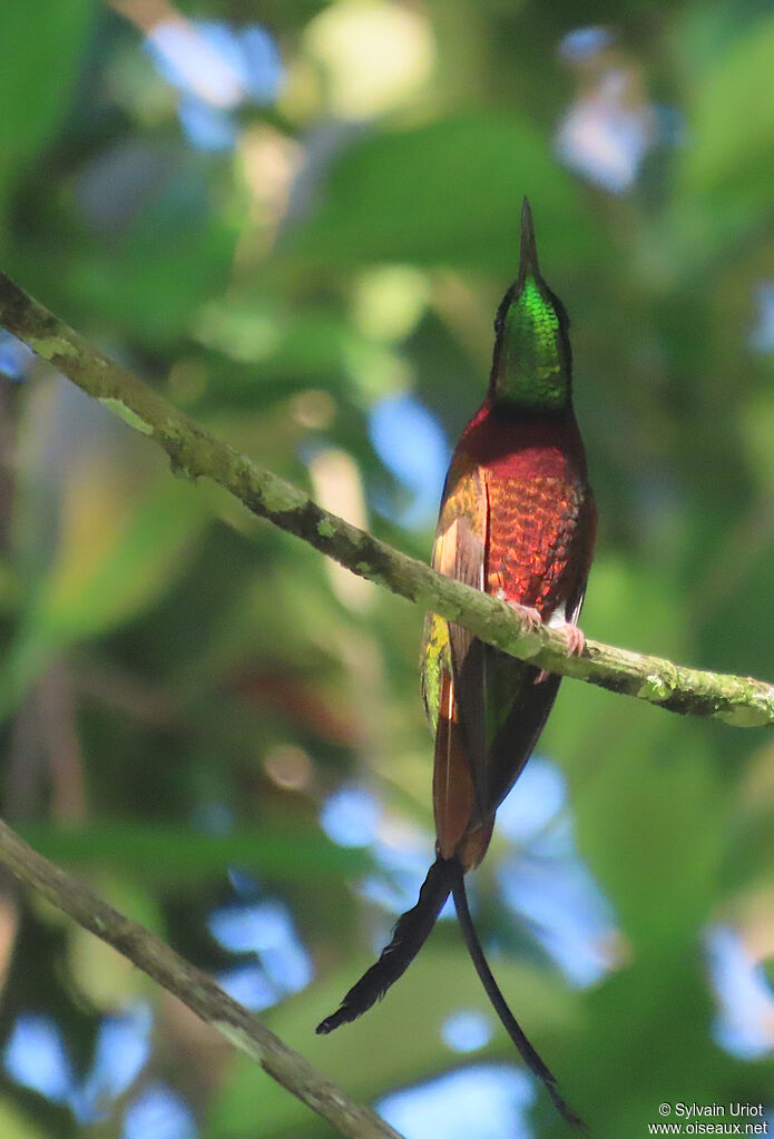 Crimson Topaz male adult