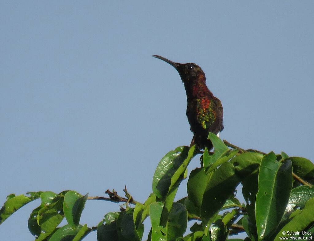 Crimson Topaz male subadult