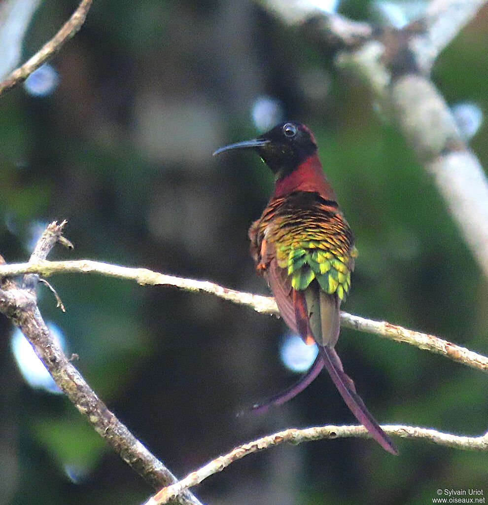 Crimson Topaz male adult