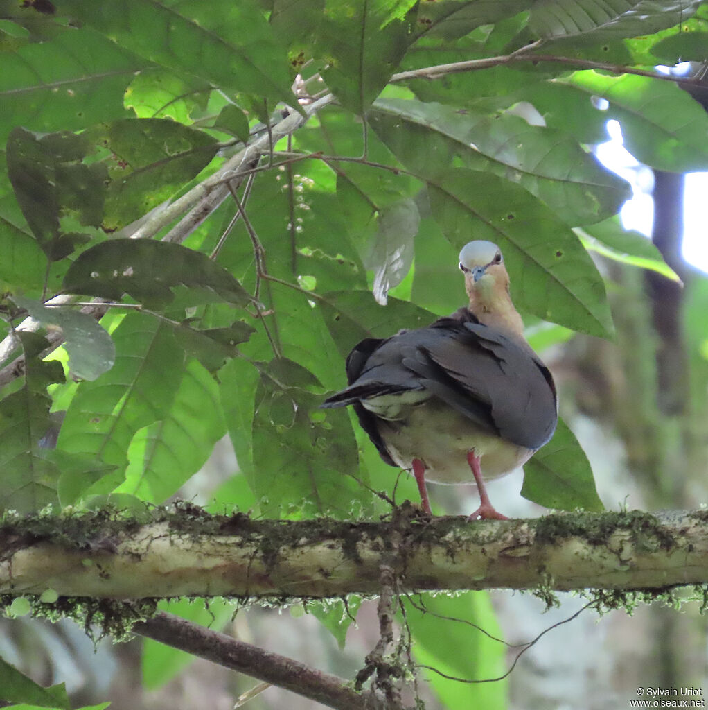 Colombe à front grisadulte