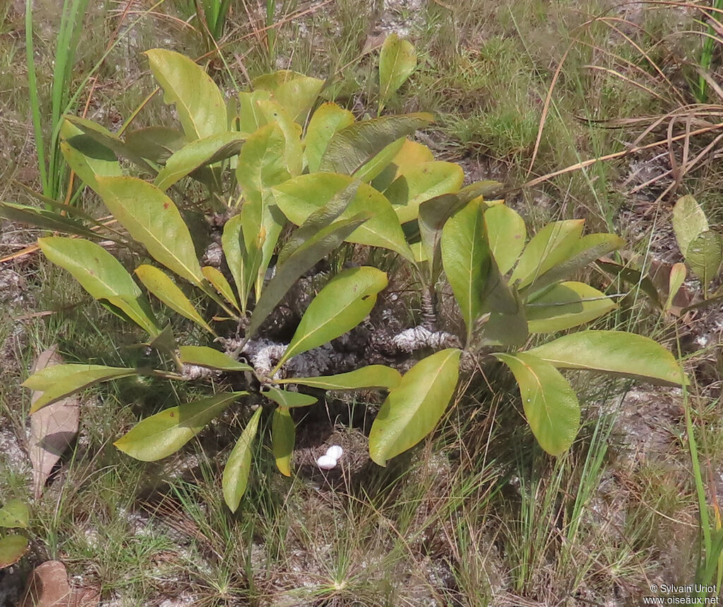 Common Ground Dove, habitat, Reproduction-nesting