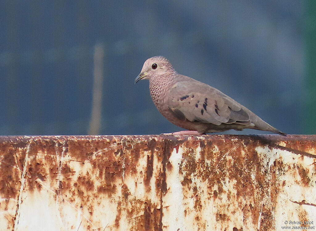 Colombe à queue noire mâle adulte