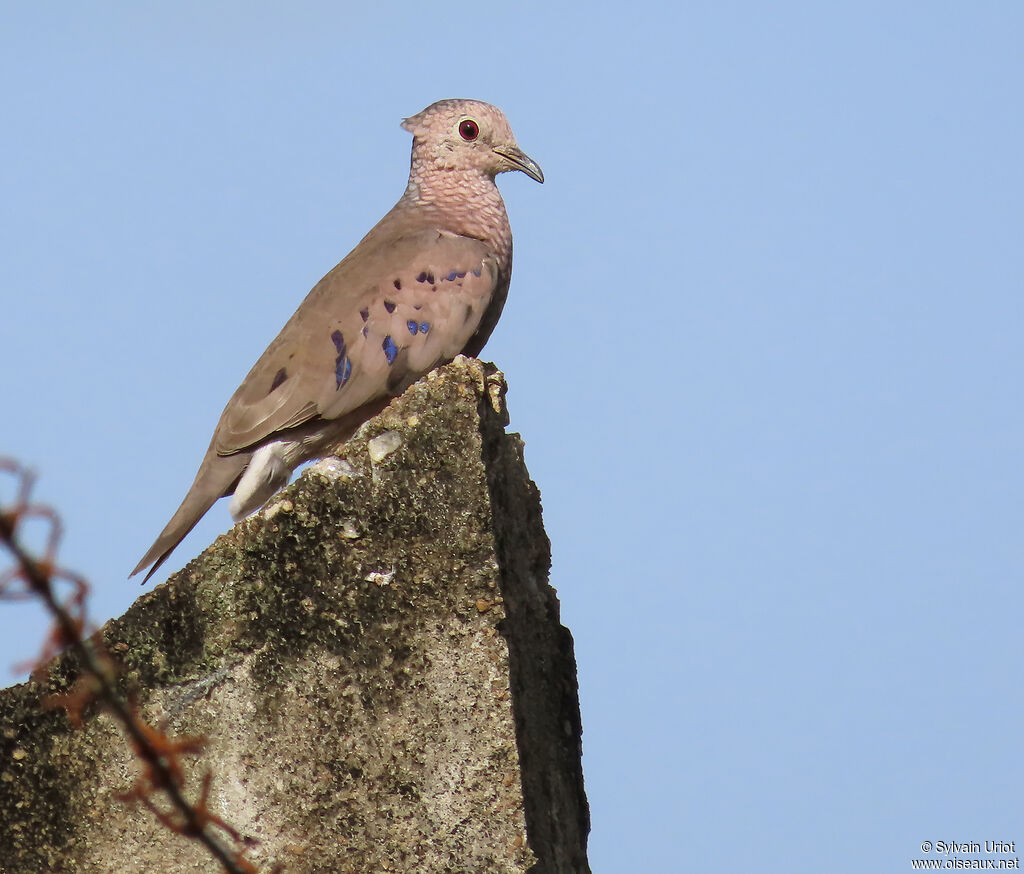 Colombe à queue noire mâle adulte