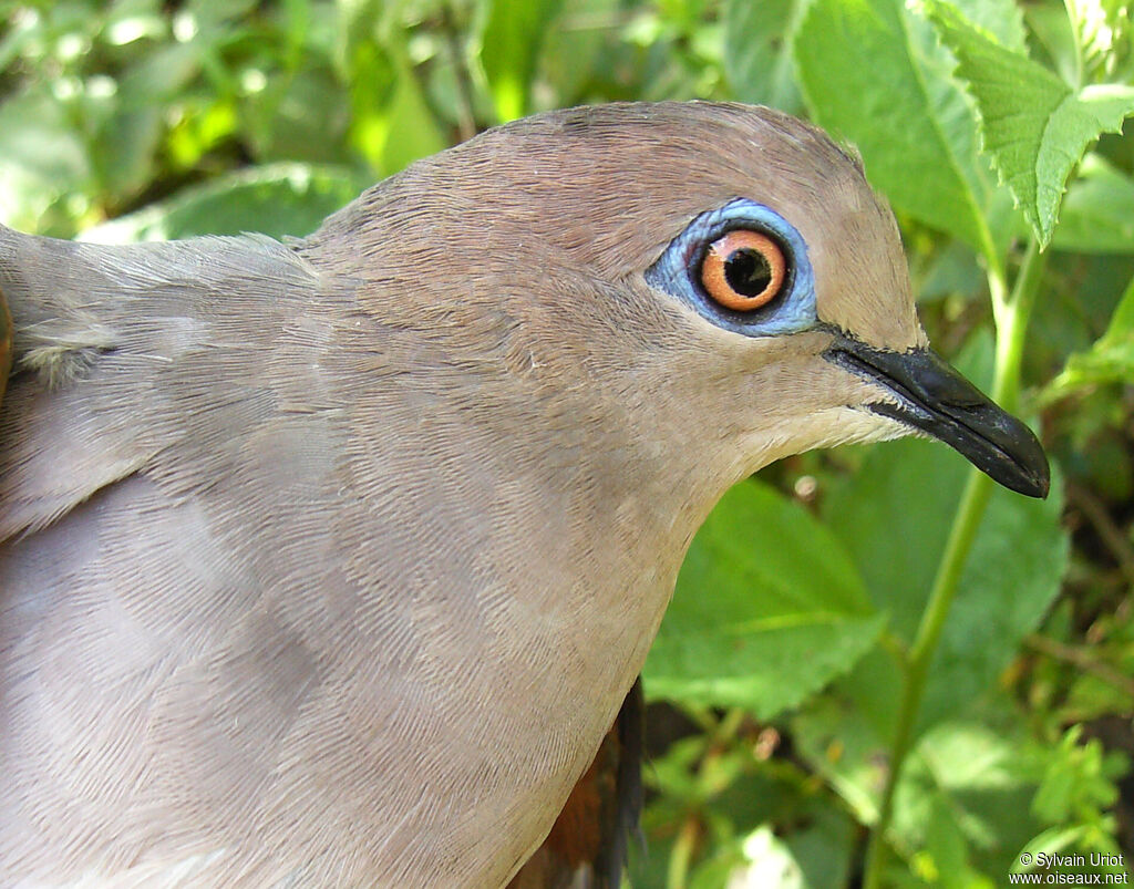 White-tipped Doveadult
