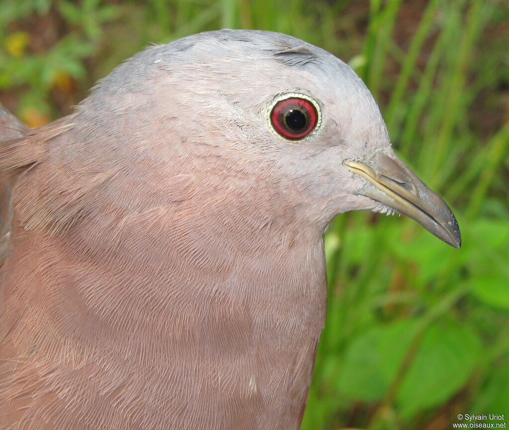 Ruddy Ground Dove male adult