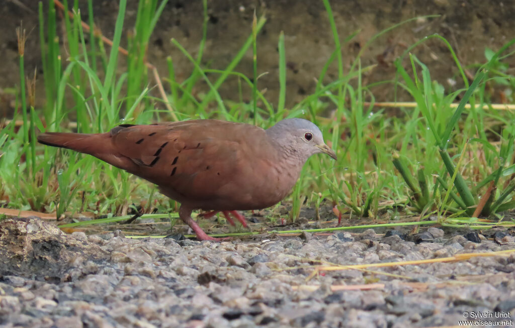 Ruddy Ground Dove male adult