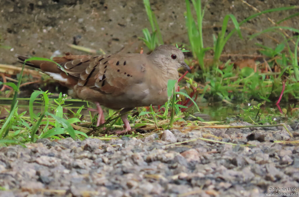 Ruddy Ground Dove female adult