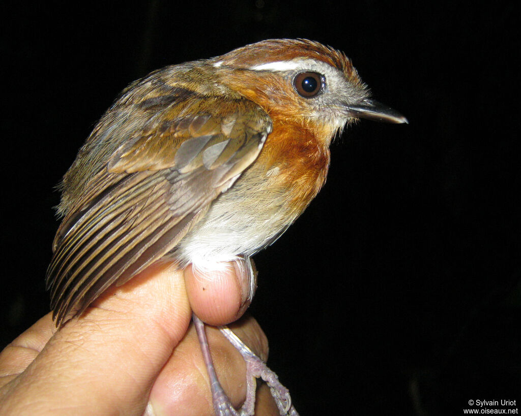 Chestnut-belted Gnateater