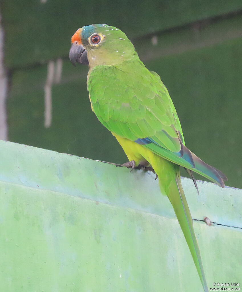 Peach-fronted Parakeetadult