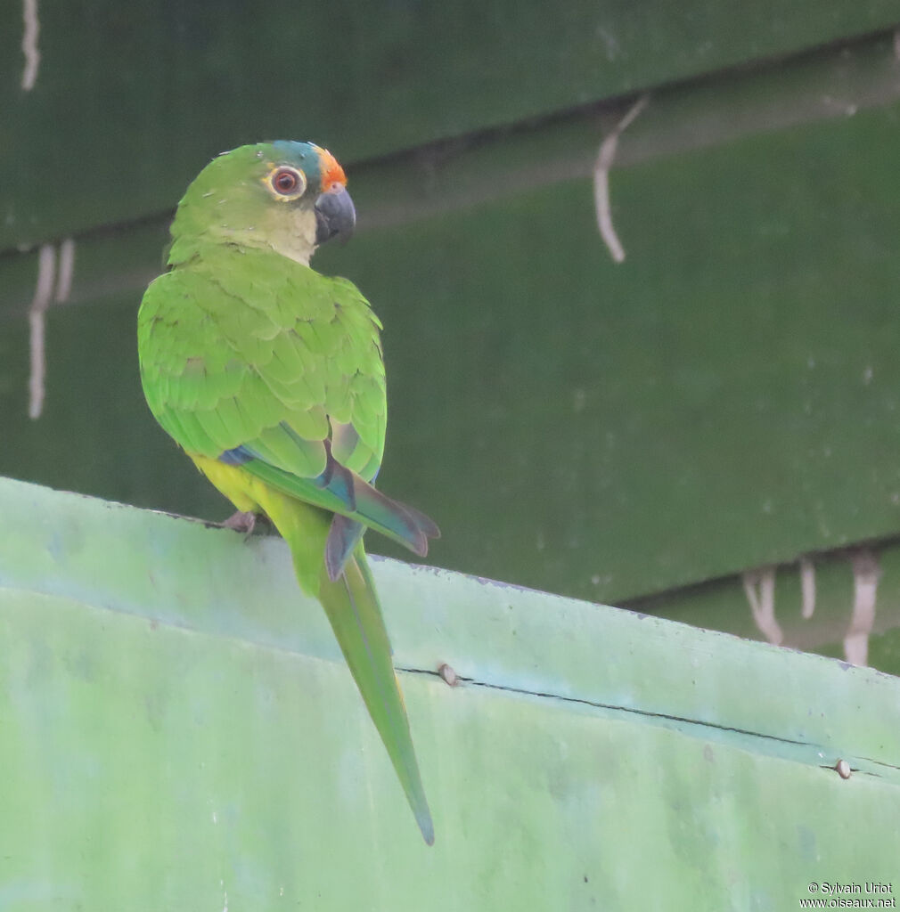 Peach-fronted Parakeet