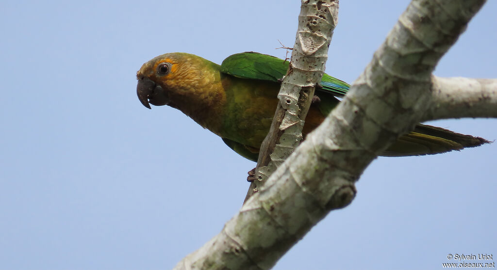 Brown-throated Parakeetadult