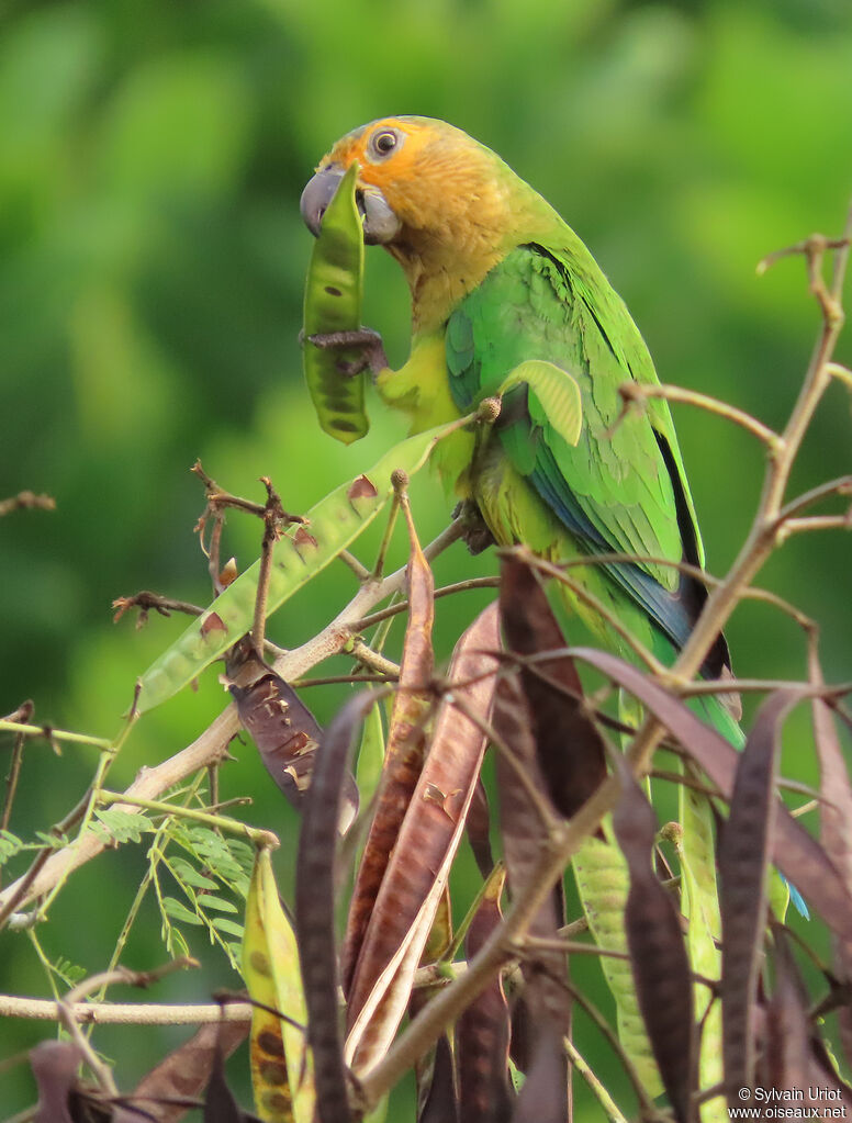 Conure cuivréeadulte