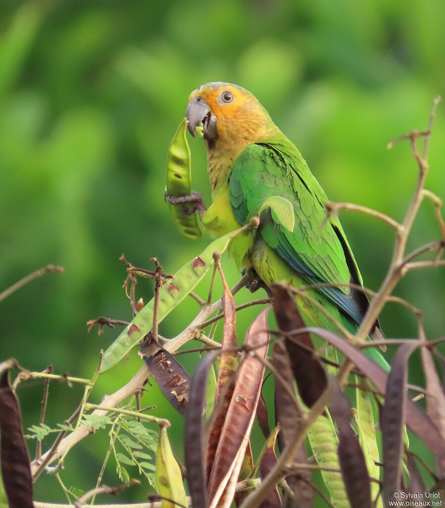 Conure cuivréeadulte