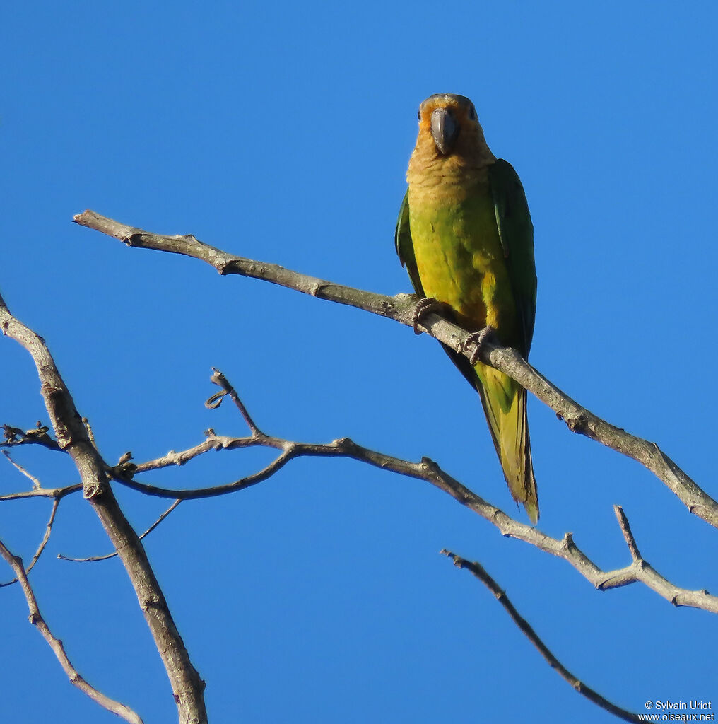 Brown-throated Parakeetadult