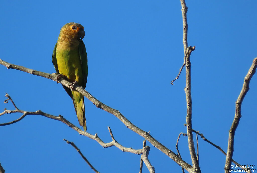 Brown-throated Parakeetadult