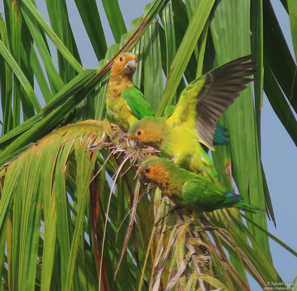 Brown-throated Parakeetadult