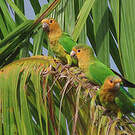 Conure cuivrée