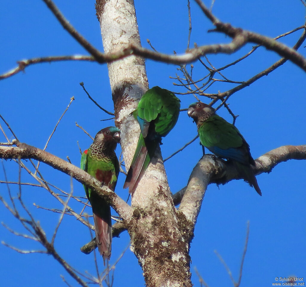Conure versicoloreadulte