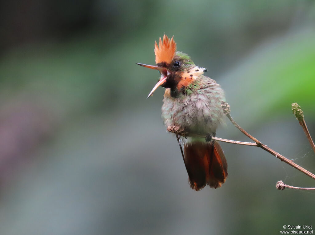 Coquette huppe-col mâle adulte