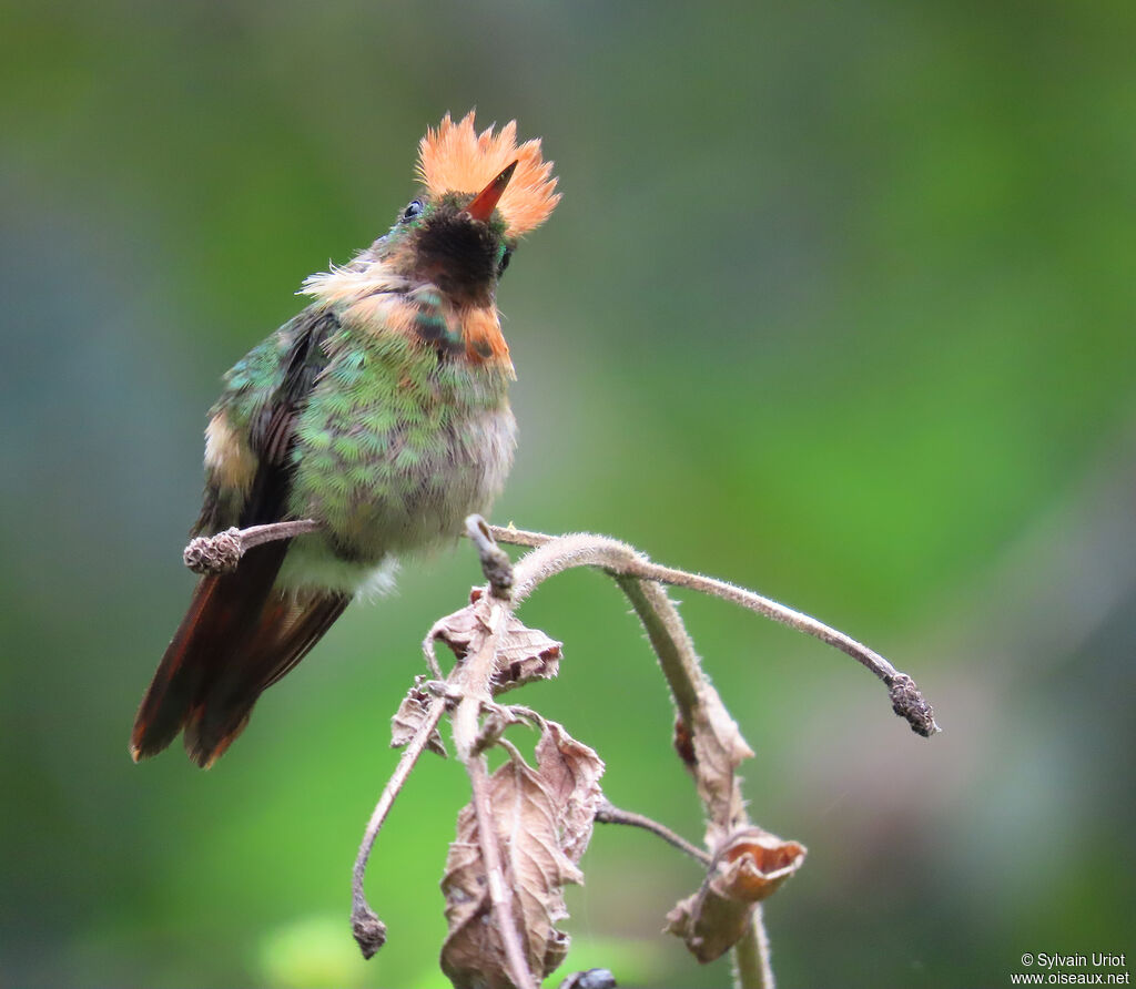 Coquette huppe-col mâle adulte